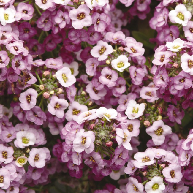 Превью изображения