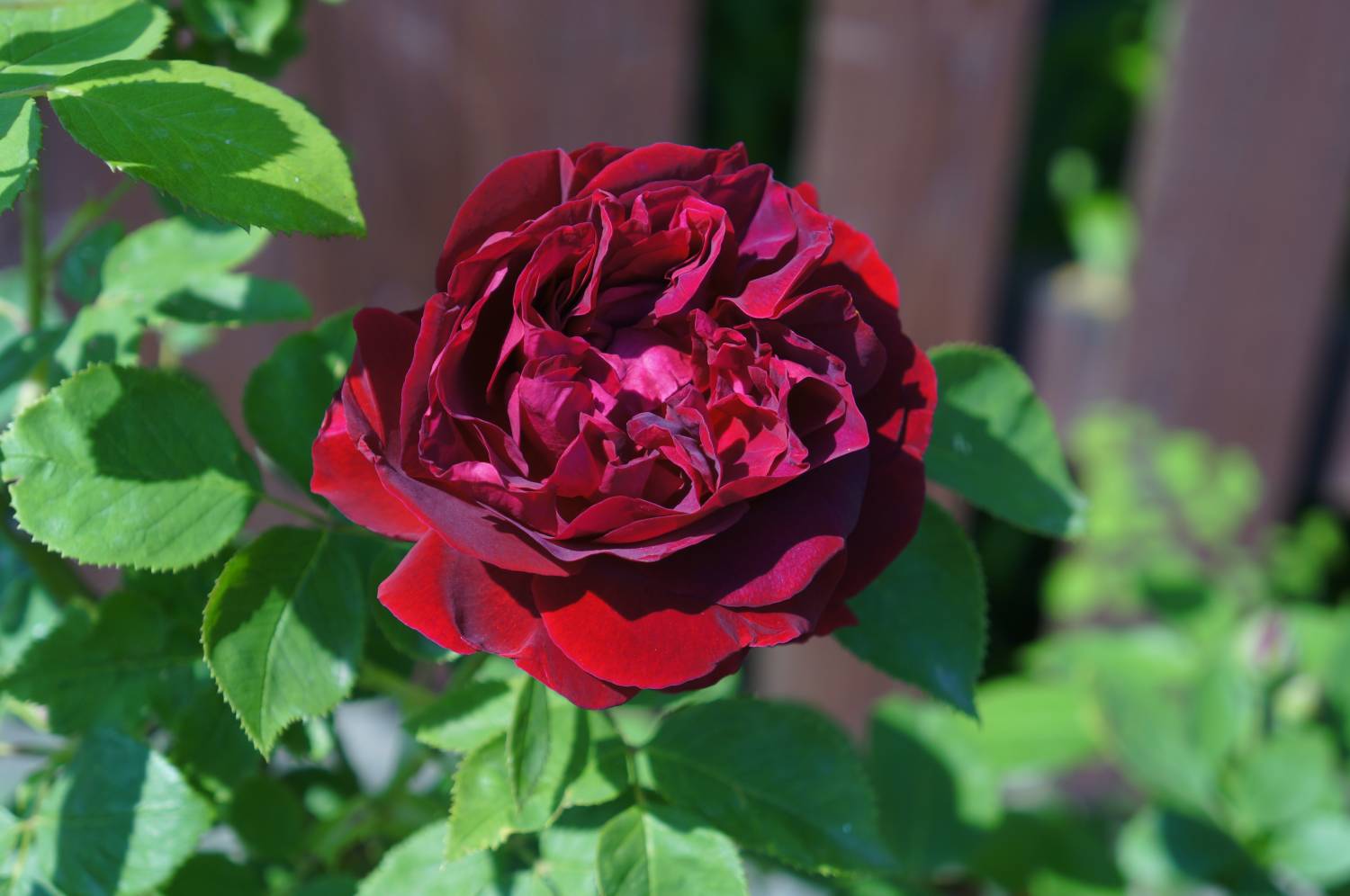 Превью изображения