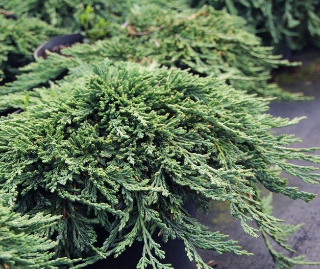 Превью изображения