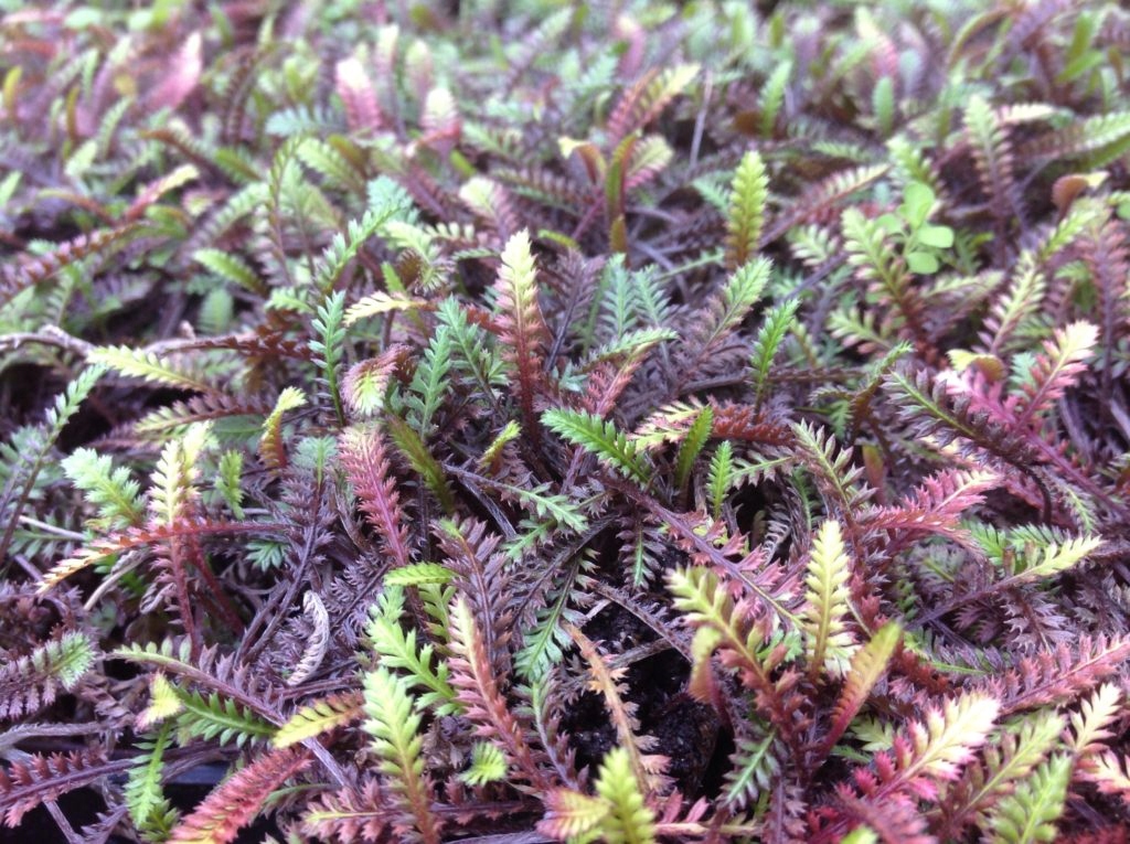 Превью изображения