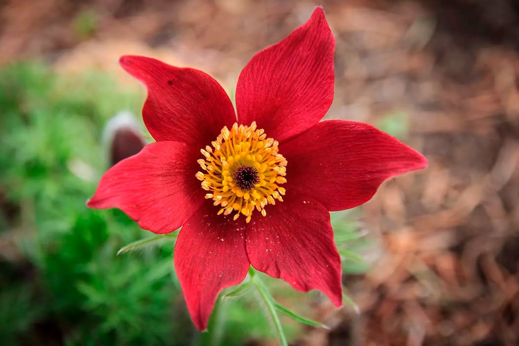 Превью изображения