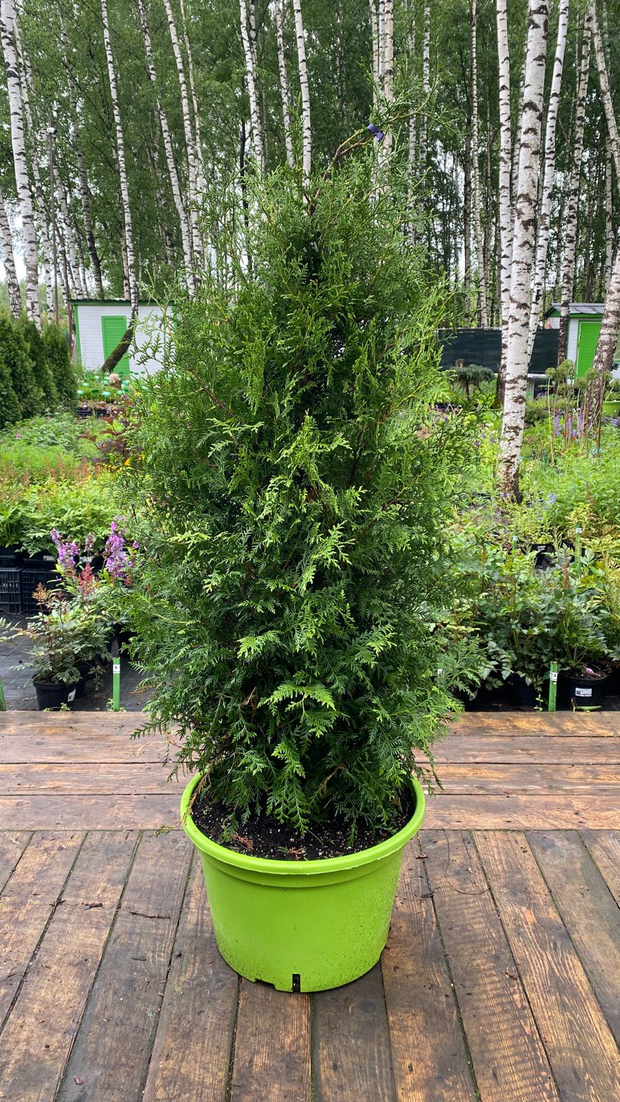 Превью изображения