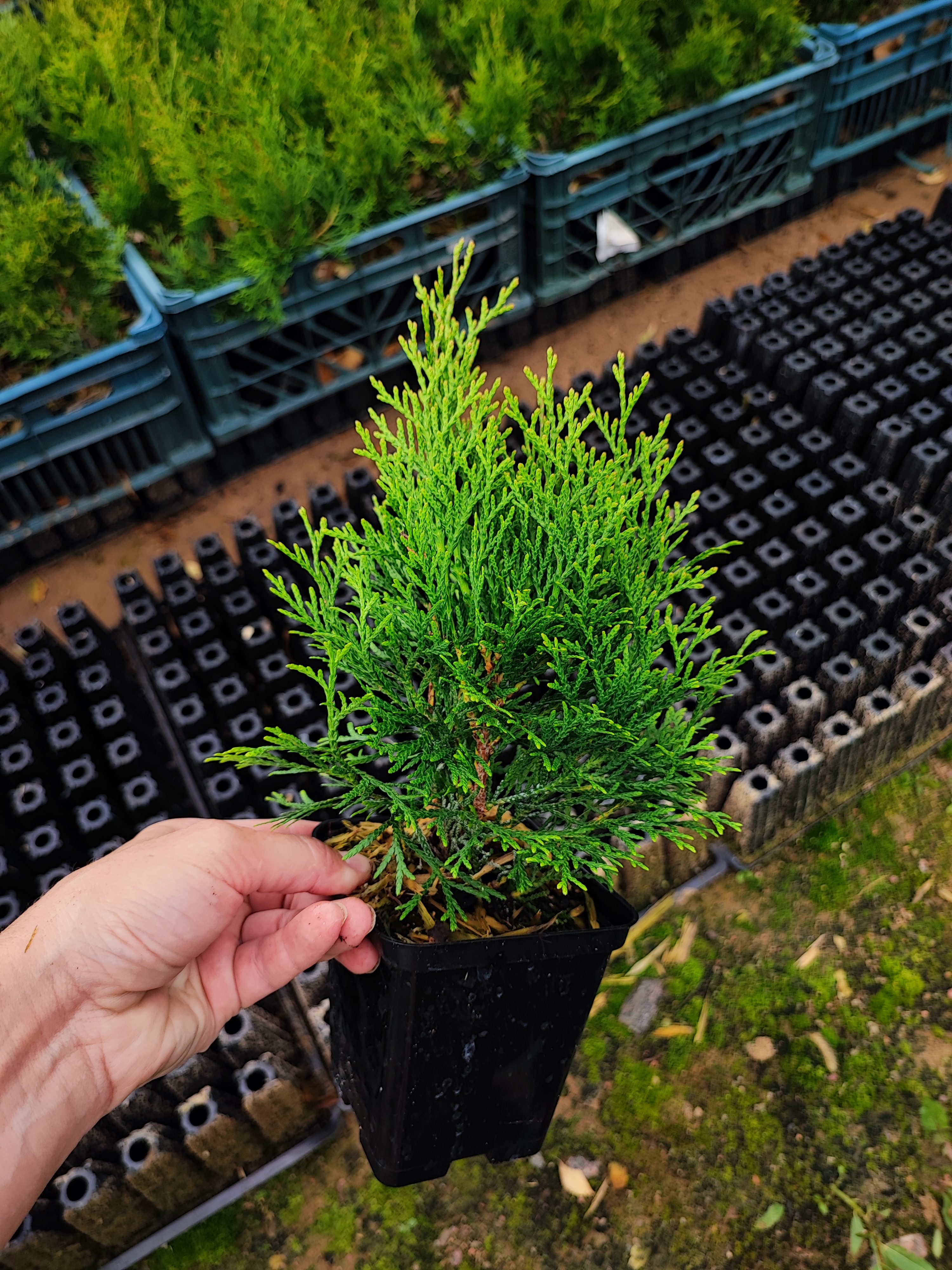 Превью изображения