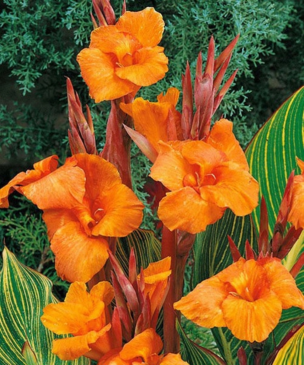 Превью изображения