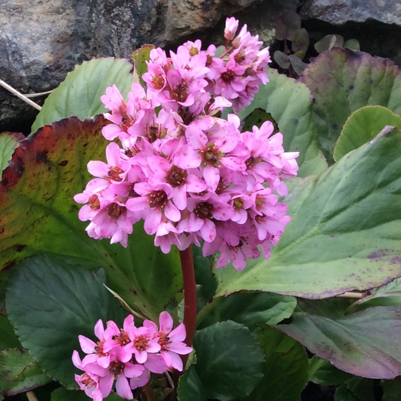 Превью изображения