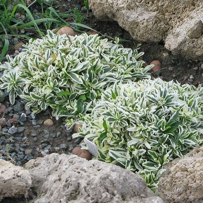 Превью изображения