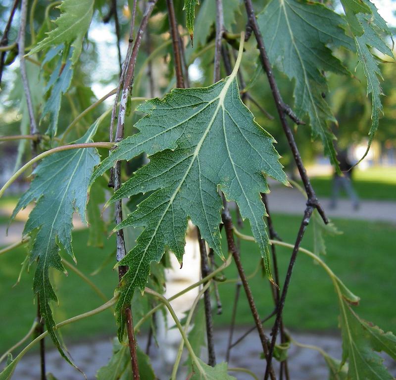 Превью изображения