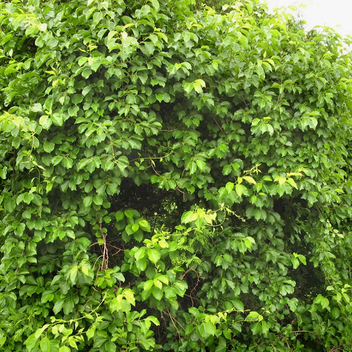 Превью изображения