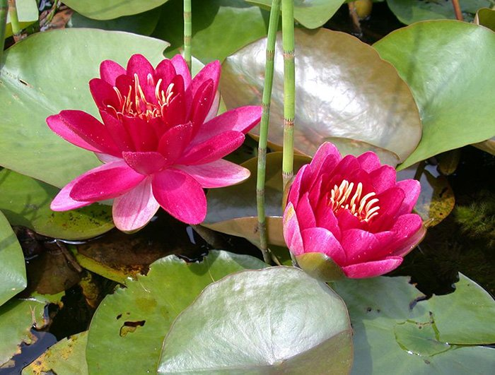 Превью изображения