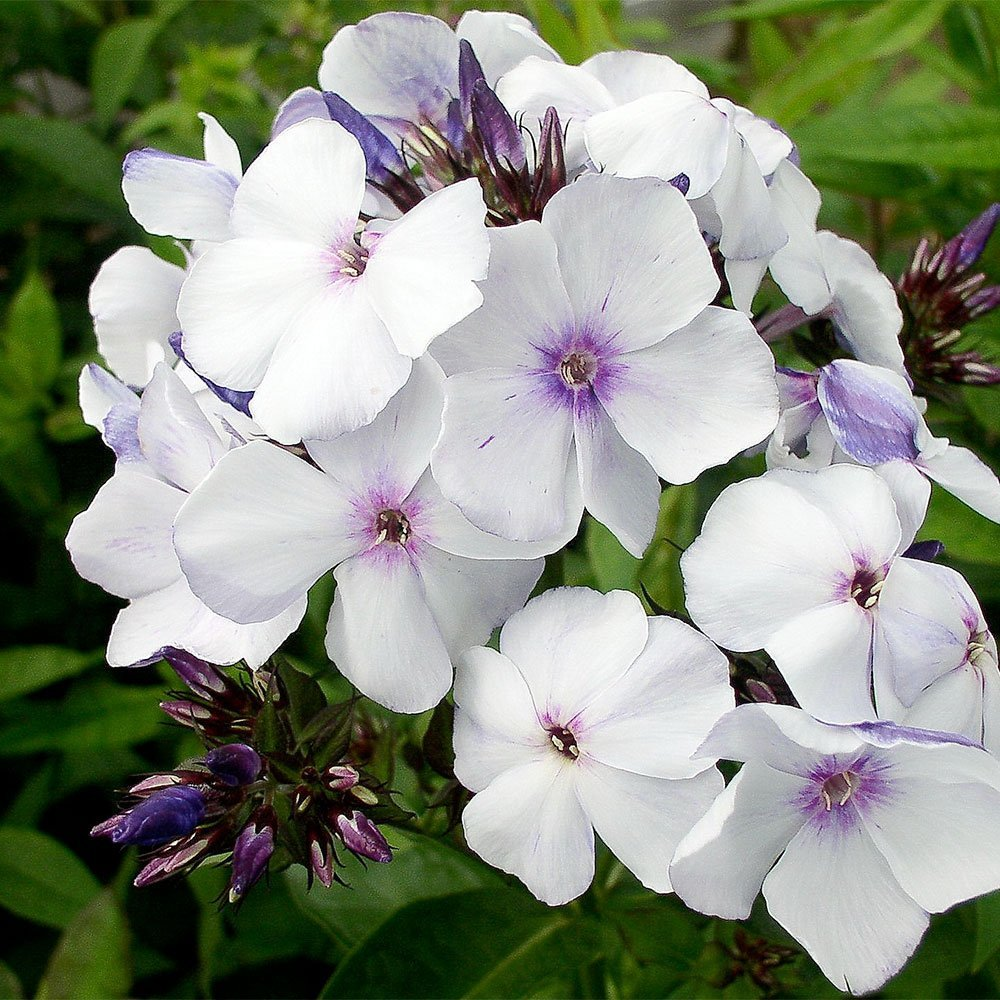 Превью изображения