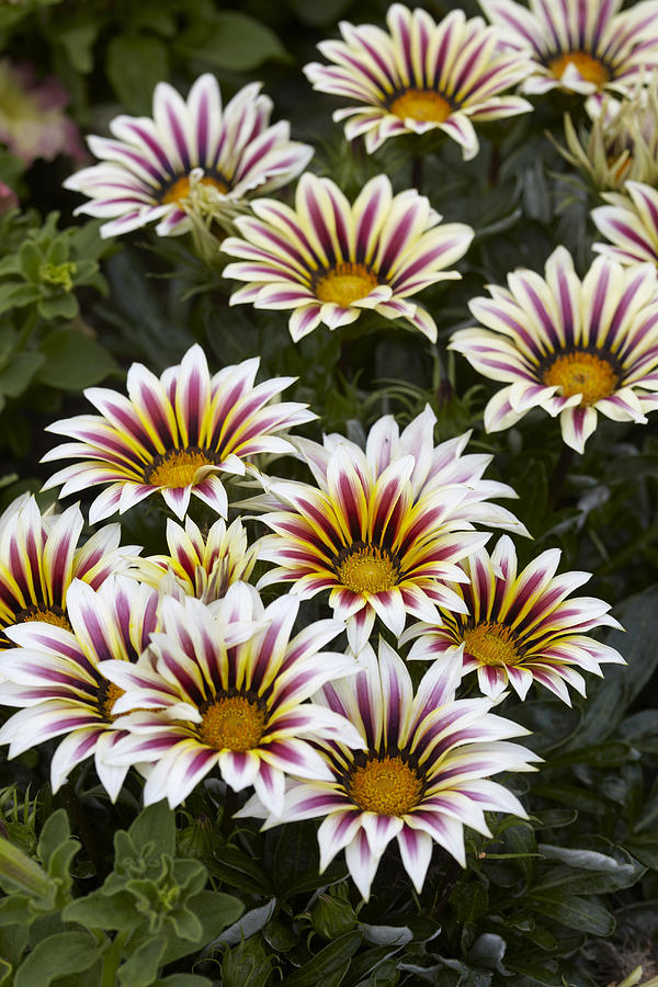 Превью изображения