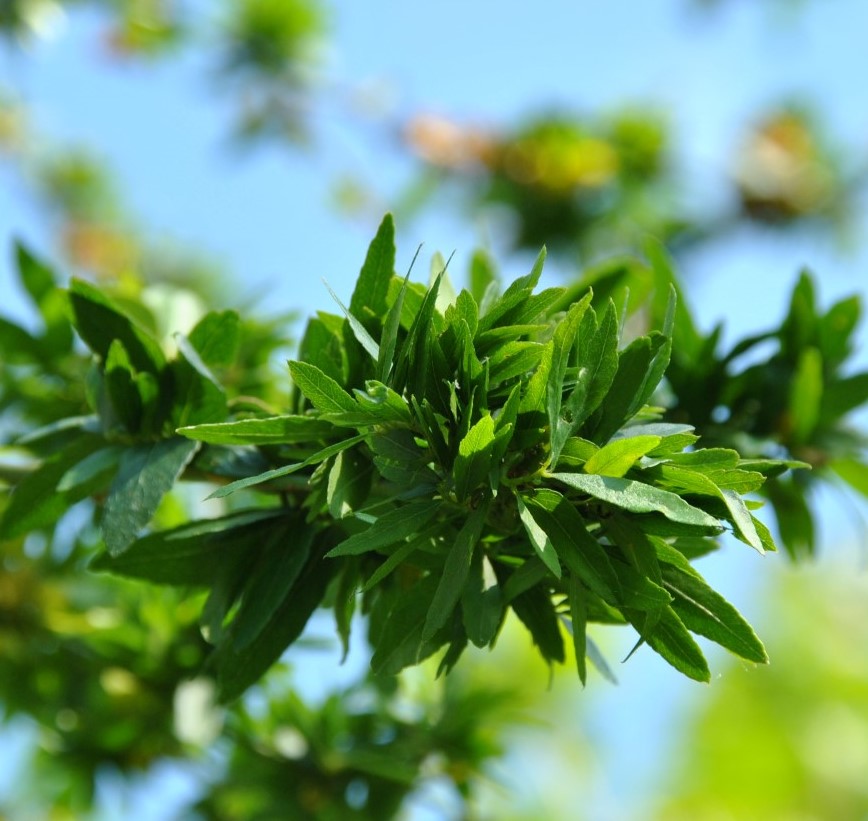 Превью изображения