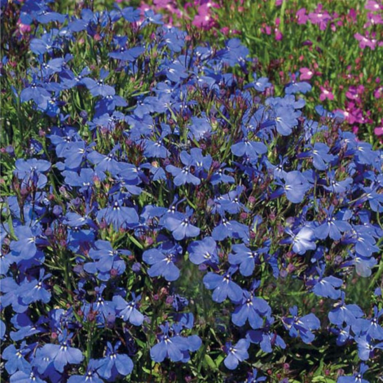 Превью изображения