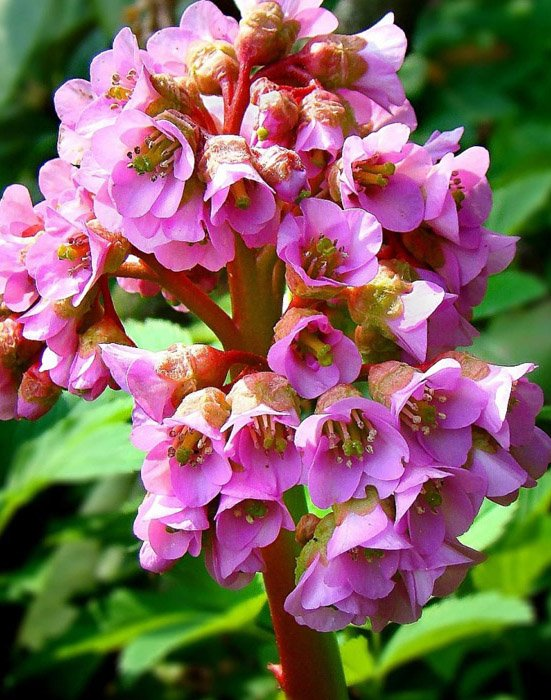 Превью изображения