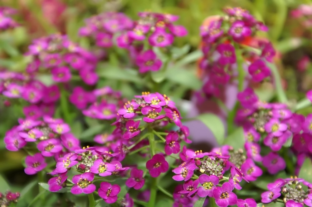 Превью изображения