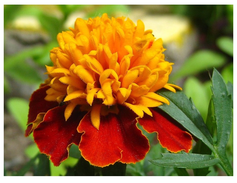 Превью изображения