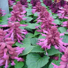 Превью изображения