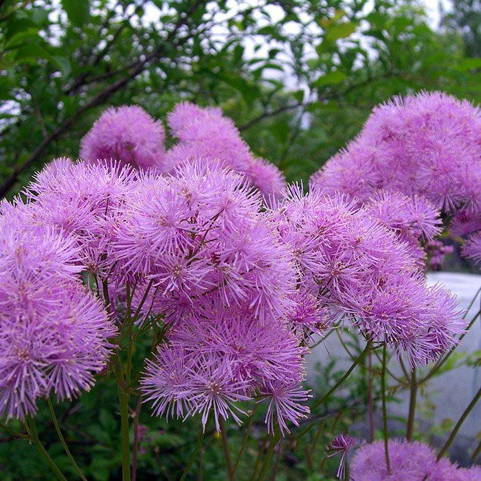 Превью изображения