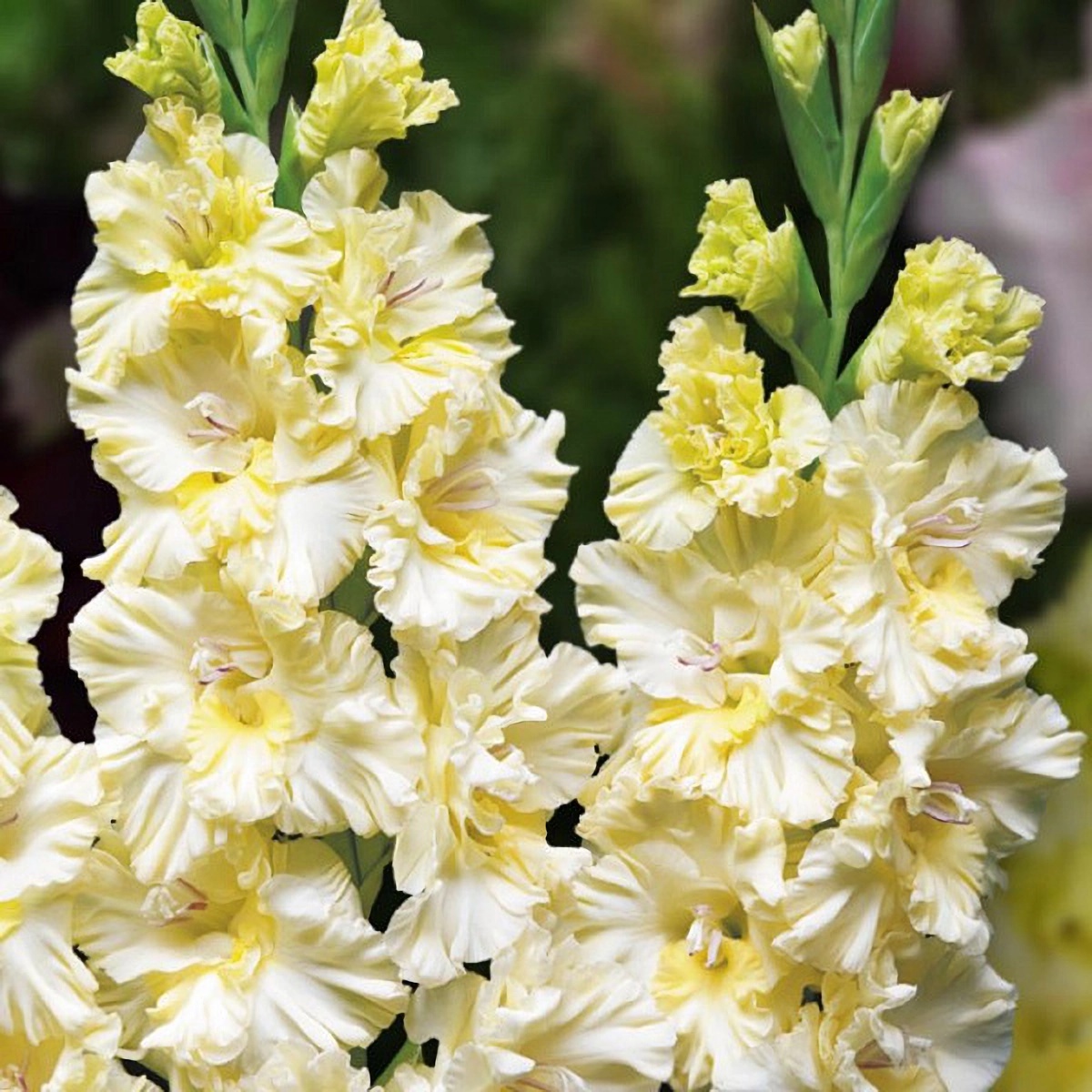 Превью изображения