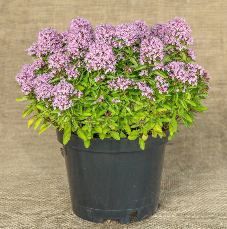 Превью изображения