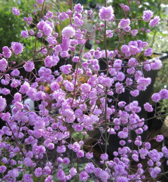 Превью изображения