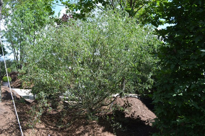 Превью изображения