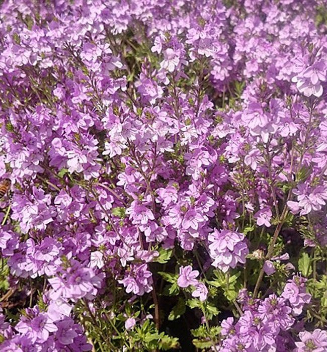 Превью изображения