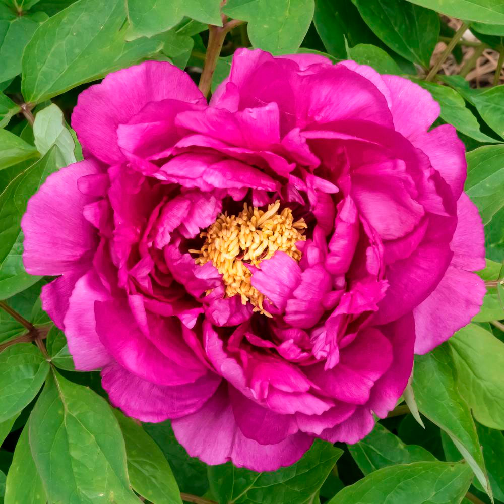 Превью изображения