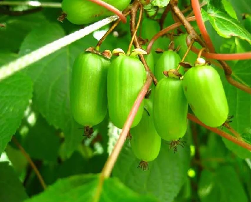 Превью изображения