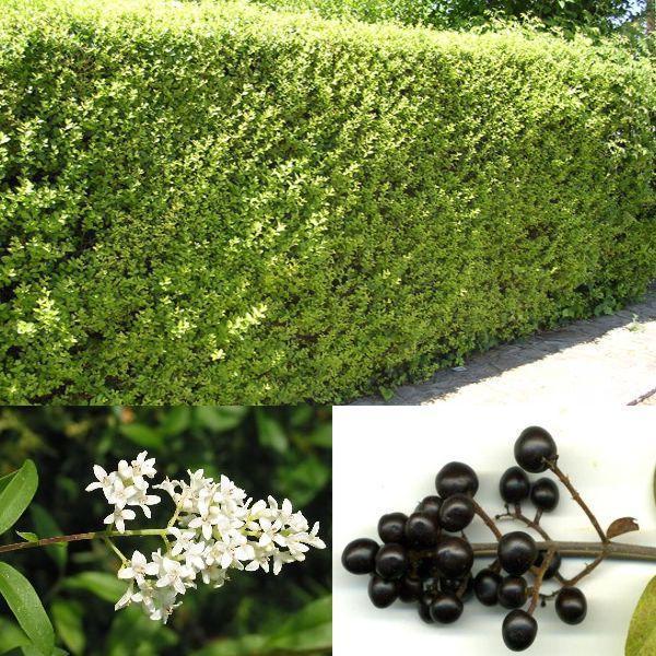 Превью изображения