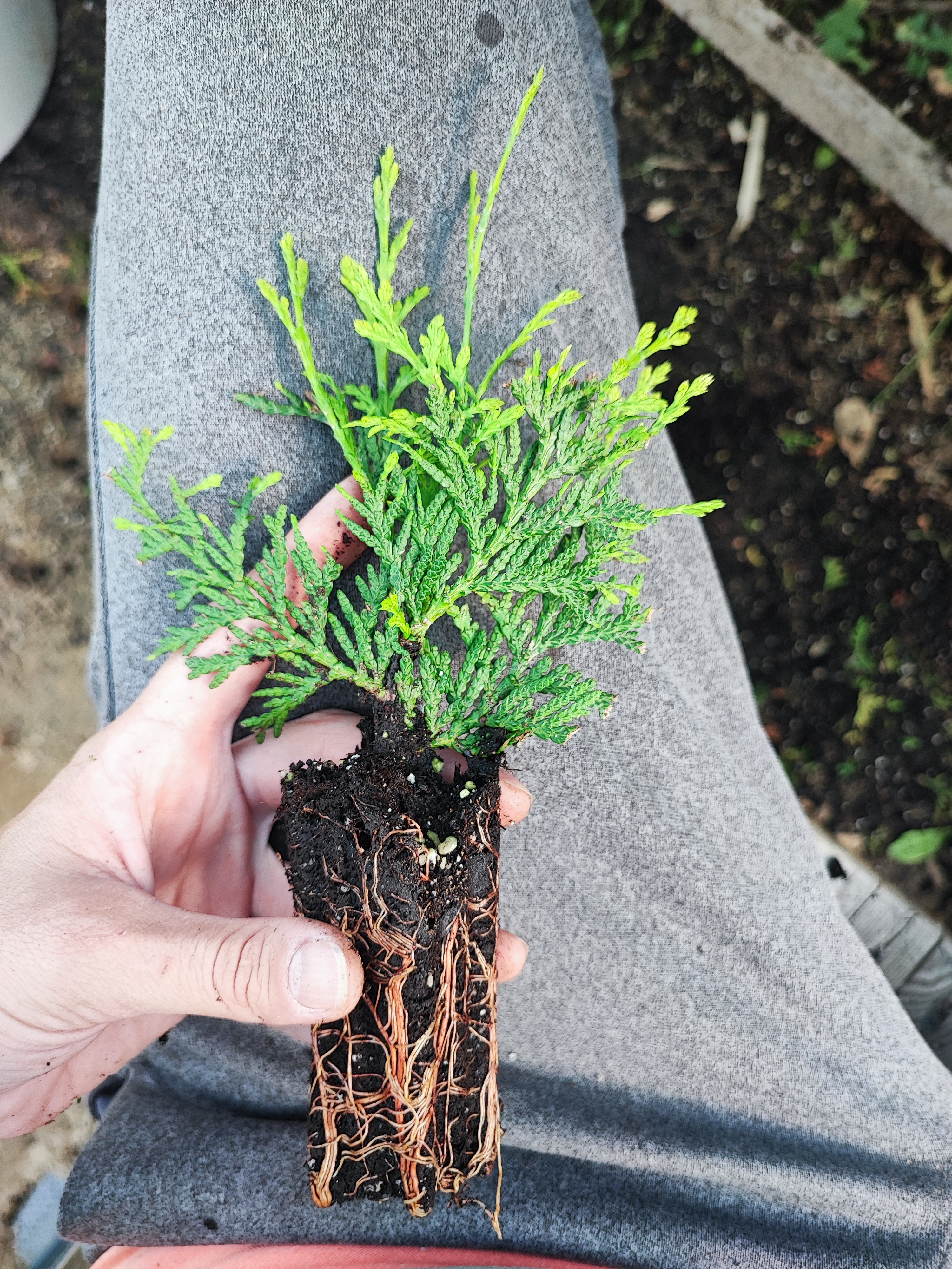 Превью изображения