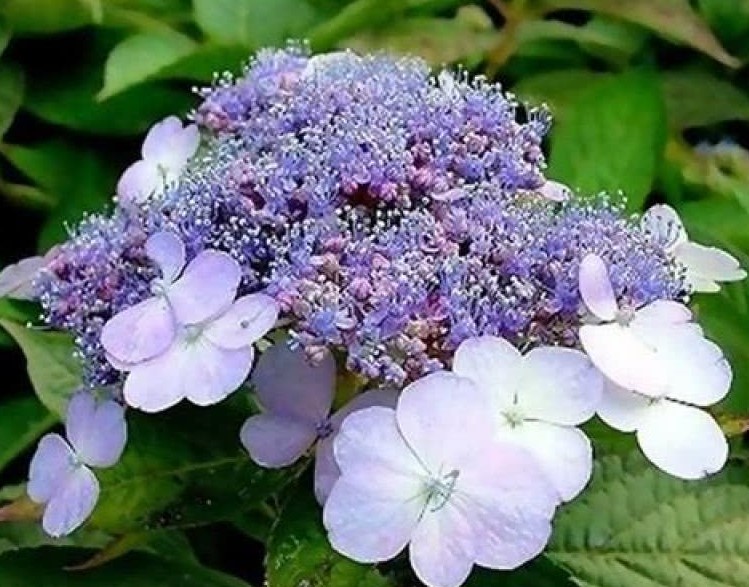 Превью изображения