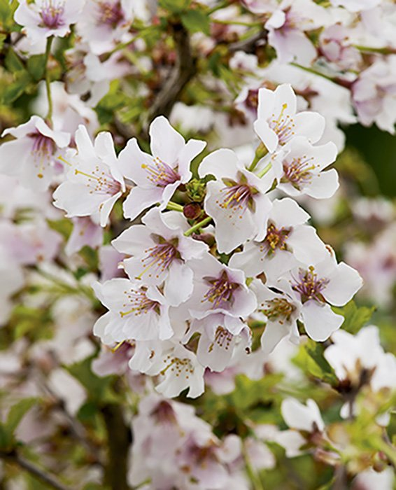 Превью изображения