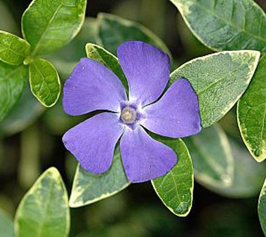 Превью изображения