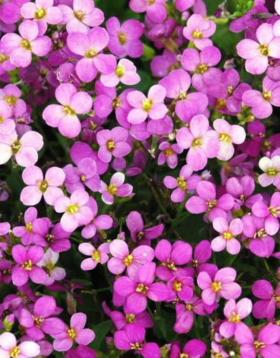 Превью изображения