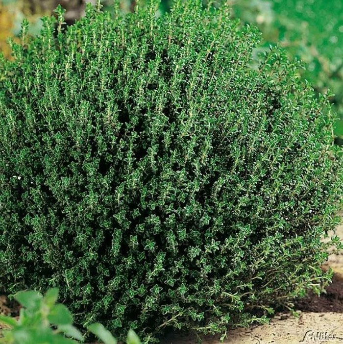 Превью изображения