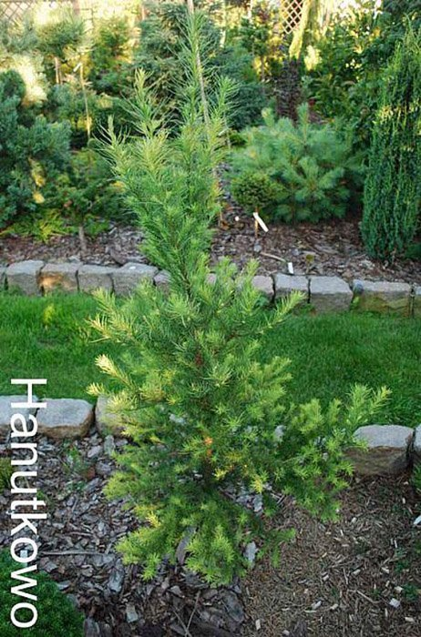 Превью изображения