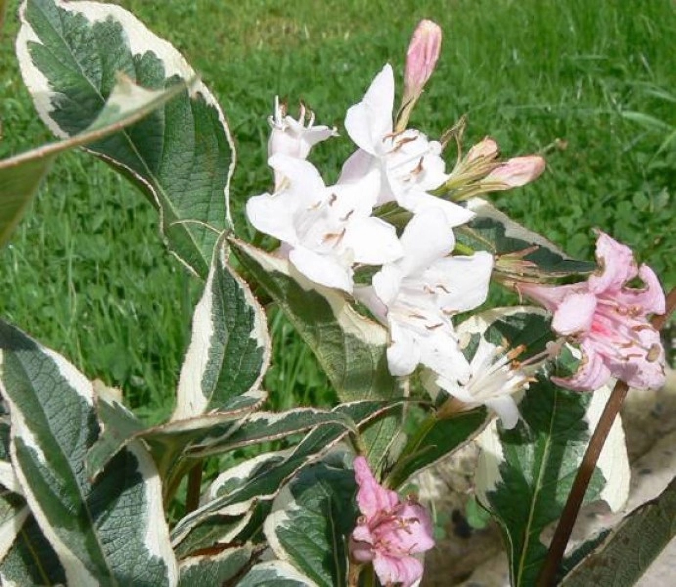 Превью изображения