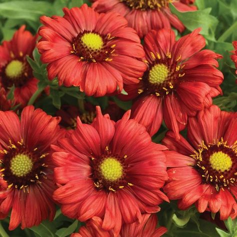 Превью изображения