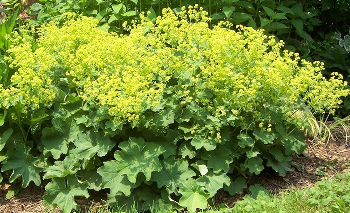 Превью изображения