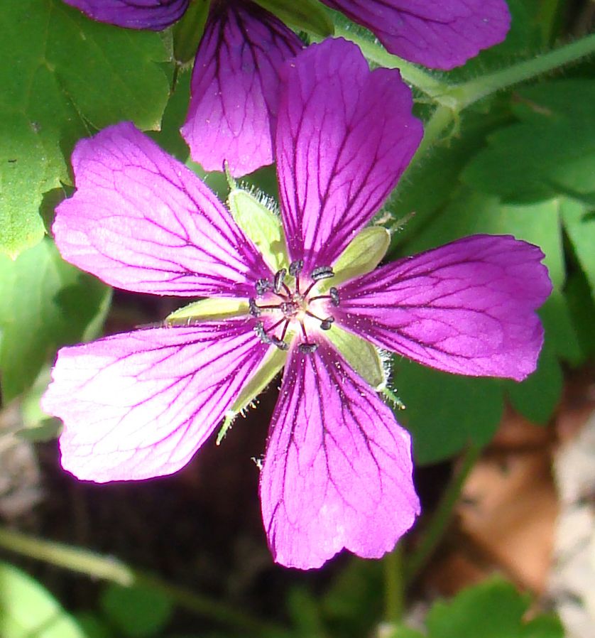 Превью изображения