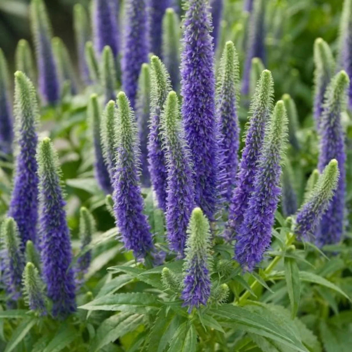 Превью изображения