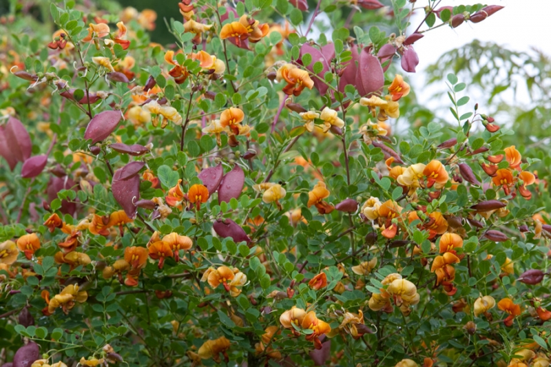 Превью изображения