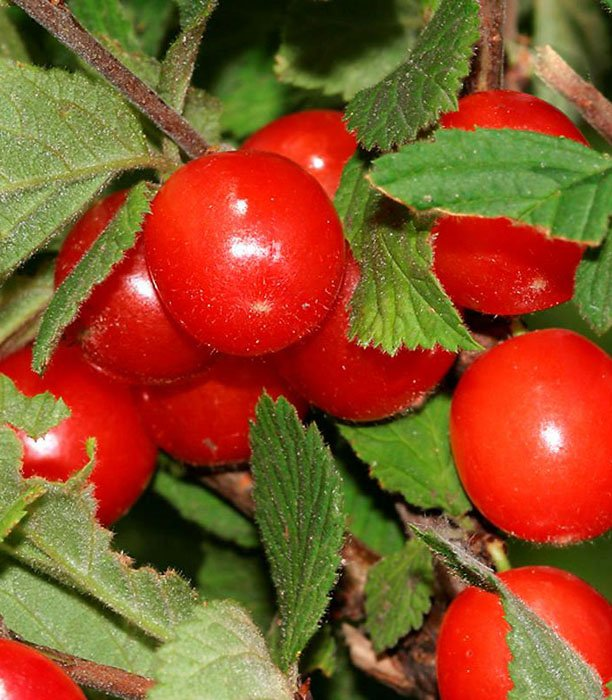 Превью изображения