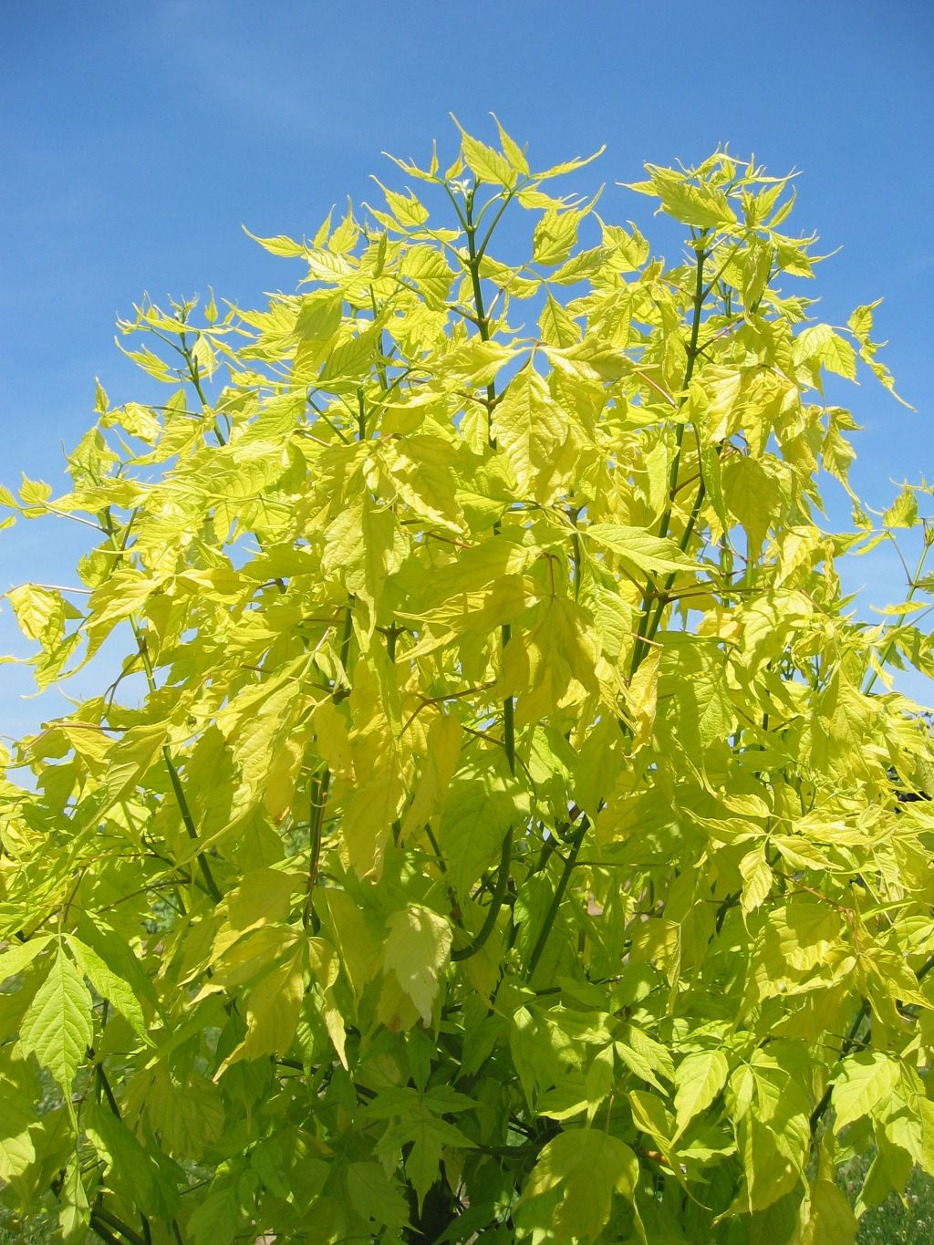 Превью изображения