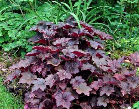 Превью изображения