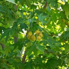 Превью изображения