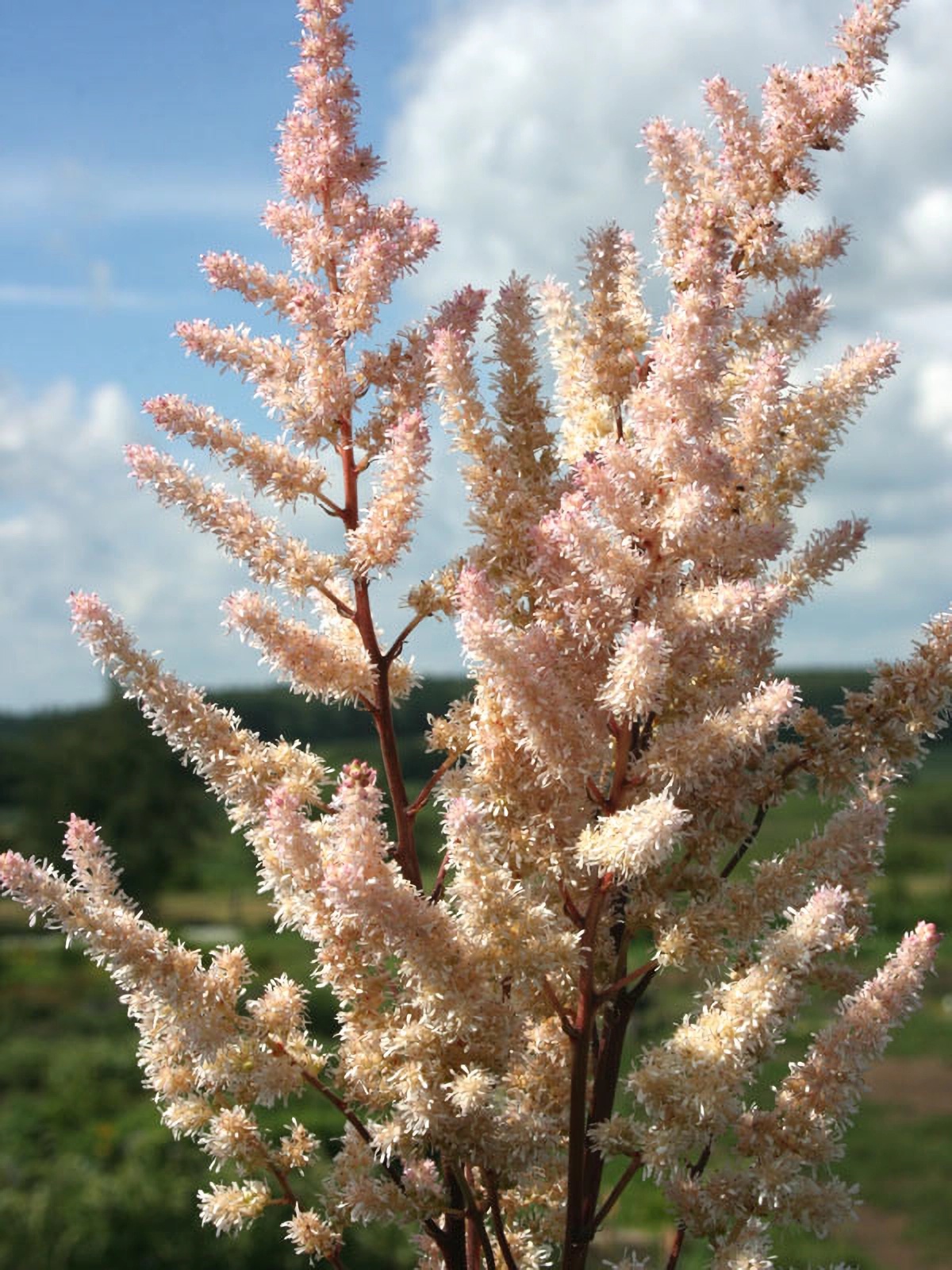 Превью изображения