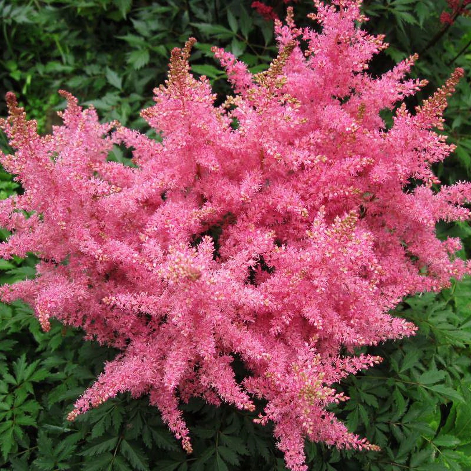 Превью изображения