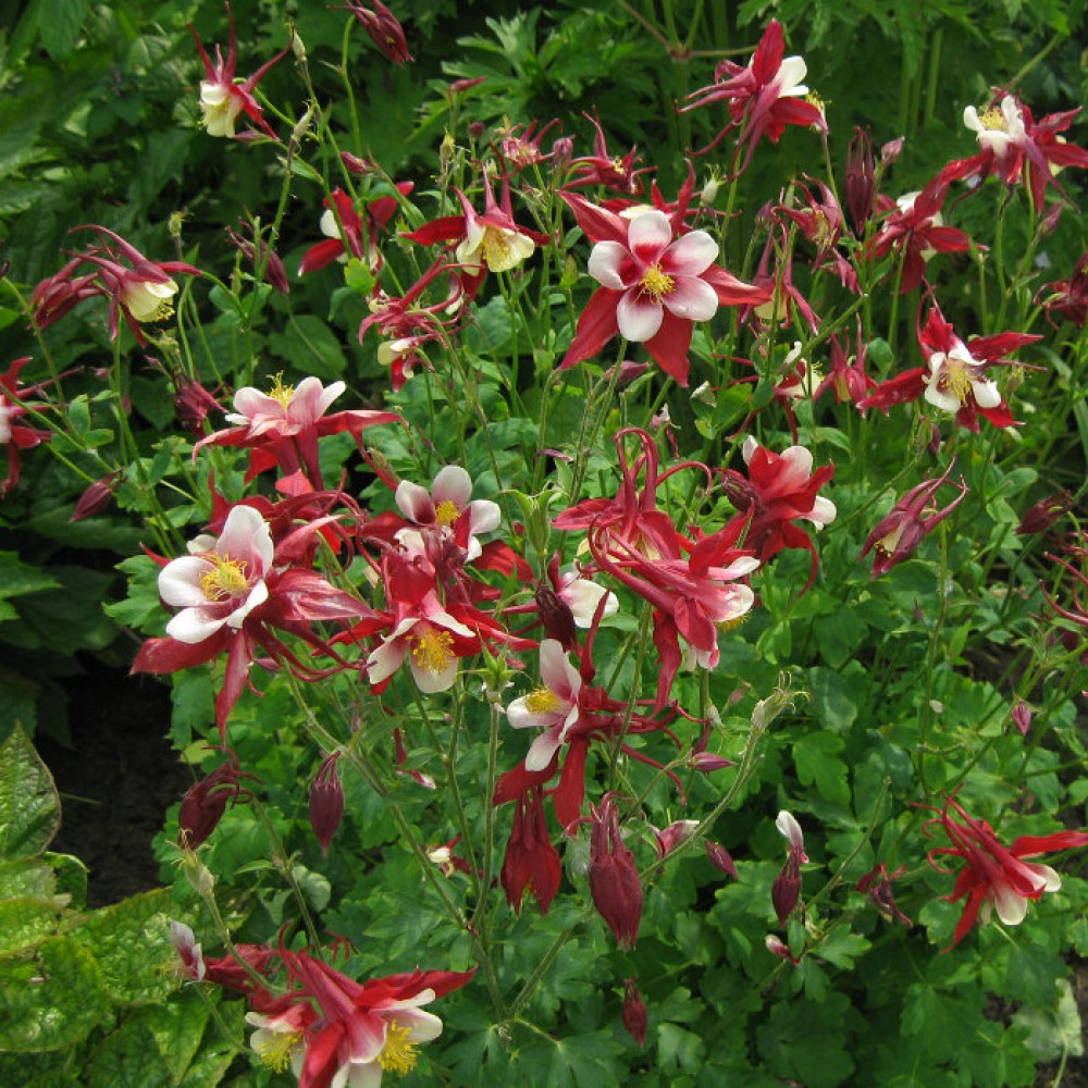 Превью изображения